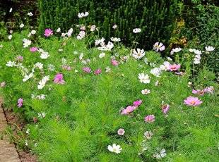 L'Ami des Jardins 1101 Semez des cosmos, ils ne vous décevront pas