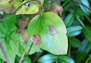 L'Ami des Jardins 1101 DES CLÉMATITES EN DIFFICULTÉ