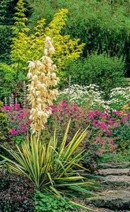L'Ami des Jardins 1101 UN YUCCA PANACHÉ EN ROCAILLE
