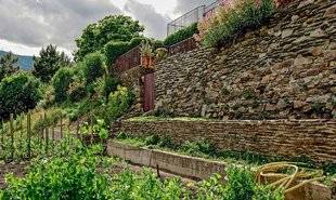 L'Ami des Jardins 1101 Que planter contre des murs en pierres sèches ?
