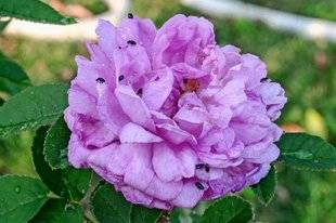 L'Ami des Jardins 1101 DES FLEURS ENVAHIES PAR LES MÉLIGÈTHES
