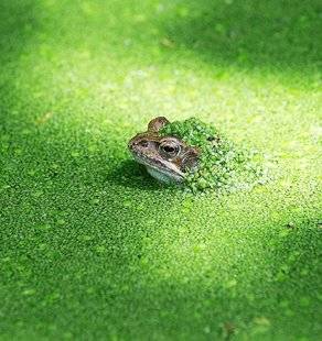 L'Ami des Jardins 1101 Des grenouilles à l'abri dans la mare