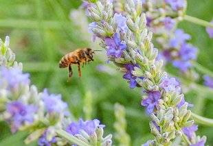 L'Ami des Jardins 1101 BELLES PLANTES MELLIFÈRES POUR LES ABEILLES