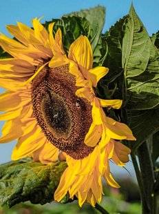 L'Ami des Jardins 1101 UN GÉANT AU POTAGER