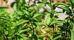 L'Ami des Jardins 1101 À chacun sa menthe