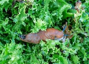L'Ami des Jardins 1101 DES SALADES CONVOITÉES PAR LES LIMACES