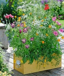 L'Ami des Jardins 1101 DES PLANTES MELLIFÈRES
