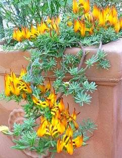 L'Ami des Jardins 1101 Le lotier, tout fleur, tout flamme