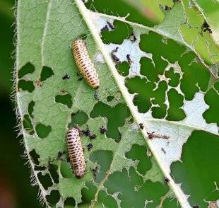 L'Ami des Jardins 1101 MES LAURIERS-TINS ONT LES FEUILLES CRIBLÉES