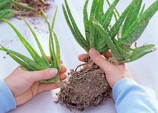 L'Ami des Jardins 1101 Les aloès se multiplent
