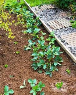 L'Ami des Jardins 1101 Faut-il pailler les fraisiers ?