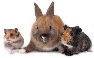L'Ami des Jardins 1102 Lapin nain, cobaye ou hamster ?
