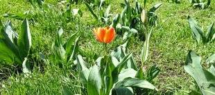 L'Ami des Jardins 1102 Que faire des tulipes sans fleurs ?