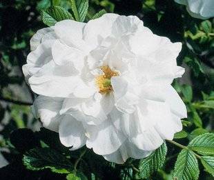 L'Ami des Jardins 1102 Que faire des rejets de rosier ?
