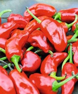 L'Ami des Jardins 1102 PIMENT DE BRESSE