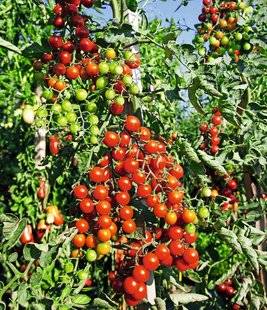 L'Ami des Jardins 1102 Des tomates cerises, douceurs pour l'apéro