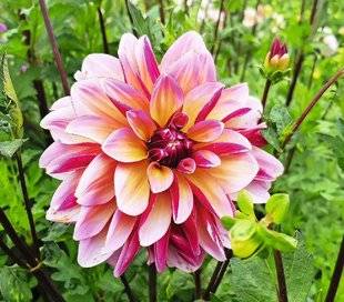 L'Ami des Jardins 1102 UN DAHLIA DÉCORATIF TOUT EN RAFFINEMENT