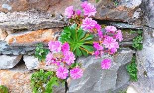 L'Ami des Jardins 1102 Le lewisia aime les murs