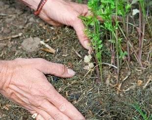 L'Ami des Jardins 1102 L'HERBE DE TONTE UTILISÉE COMME PAILLIS