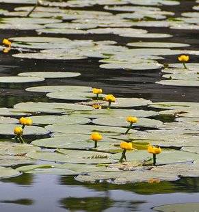 L'Ami des Jardins 1102 NÉNUPHAR OU NYMPHÉA ?