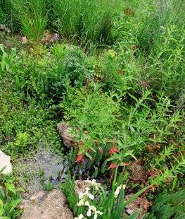 L'Ami des Jardins 1102 Ne vous laissez pas envahir !