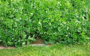 L'Ami des Jardins 1102 Installer un rang porte-graines