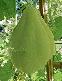 L'Ami des Jardins 1102 CHOUCHOU, UN AIR ULTRAMARIN