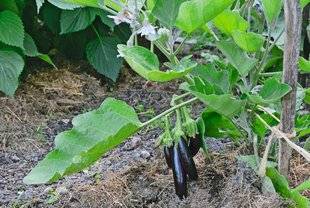 L'Ami des Jardins 1102 UNE PETITE AUBERGINE PRODUCTIVE ET PRÉCOCE