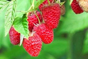 L'Ami des Jardins 1102 'Versailles', un excellent framboisier