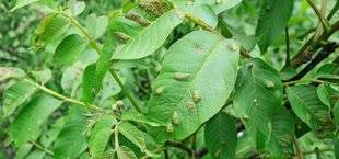 L'Ami des Jardins 1102 DE CURIEUSES CLOQUES SUR LES FEUILLES DU NOYER