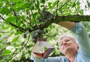 L'Ami des Jardins 1102 COMMENT INSTALLER LES PIÈGES À PHÉROMONES