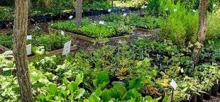 L'Ami des Jardins 1102 Chercheur d'increvables
