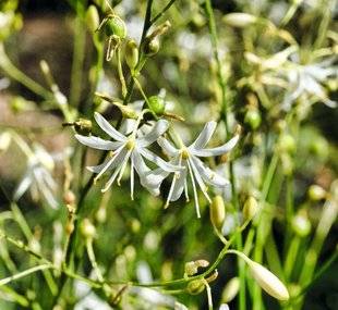 L'Ami des Jardins 1102 NOS PLANTES PRÉFÉRÉES CHEZ PHILIPPE