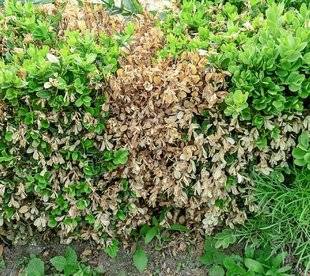 L'Ami des Jardins 1102 MES BUIS SE DESSÈCHENT À VUE D'ŒIL