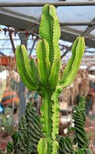 L'Ami des Jardins 1102 Installer une euphorbe exotique