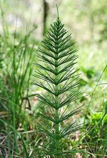 L'Ami des Jardins 1102 Faire son purin de prêle