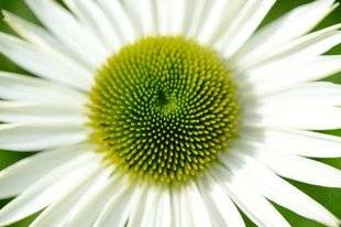 L'Ami des Jardins 1102 LES ÉCHINACÉES Originales et estivales
