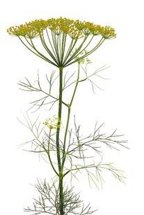 L'Ami des Jardins 1102 L'aneth, antispasmodique