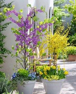 L'Ami des Jardins 1102 TERRASSE ET BALCON PETITS ARBRES ET ARBUSTES HEUREUX EN POTS