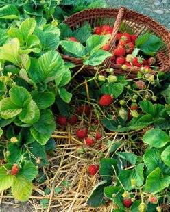 L'Ami des Jardins 1102 Des mois et des mois de fraises parfumées