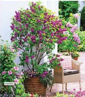 L'Ami des Jardins 1102 LES ARBUSTES FONT LE STYLE