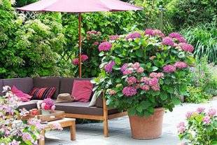 L'Ami des Jardins 1102 ILS CRÉENT L'INTIMITÉ