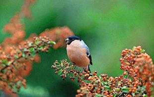 L'Ami des Jardins 1102 ILS PRÉSERVENT LA BIODIVERSITÉ !