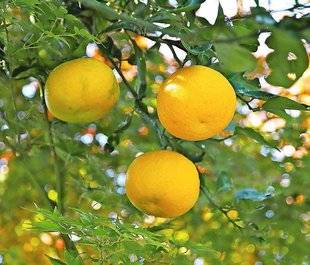 L'Ami des Jardins 1102 ILS NOUS RÉGALENT