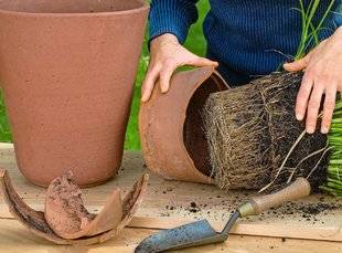 L'Ami des Jardins 1102 Rempoter un jonc japonais