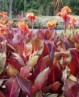 L'Ami des Jardins 1102 Faire une place aux cannas