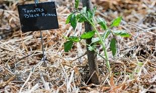 L'Ami des Jardins 1102 Le paillage sur terre humide