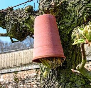 L'Ami des Jardins 1102 PLACE AUX CHERS PERCE-OREILLES !