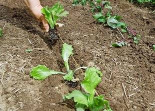 L'Ami des Jardins 1102 Courgettes et laitues : le bon planning