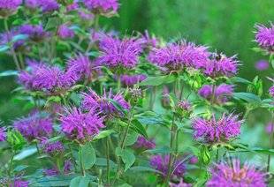 L'Ami des Jardins 1102 Pourquoi j'aime la monarde…